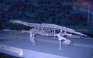 Plesiosaurus