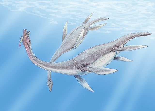 Plesiosaurus dolichodeirus