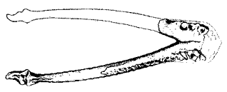 Youzhoupliosaurus mandible