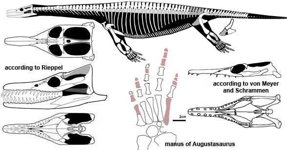 Pistosaurus longaevus