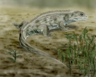 Brachyrhinodon taylori