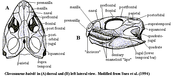 Clevosaurus bairdi