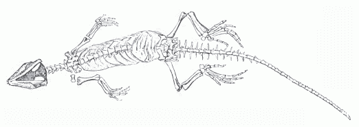 Kallimodon pulchellus