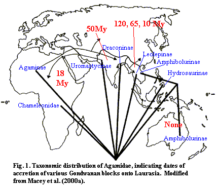 Taxanomic distribution and tectonic accretions