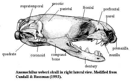 Anomochilus weberi