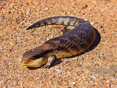 Tiliqua scincoides -  Blue-tongued Lizard