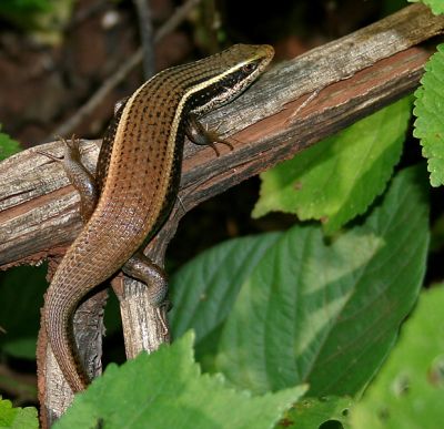 Eutropis macularia -  Bronze Grass Skink