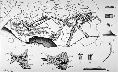 Compsognathus' last meal