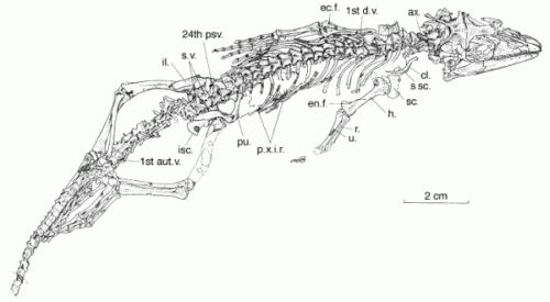 Huehuecuetzpalli mixtecus