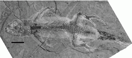 Liushusaurus acanthocaudata