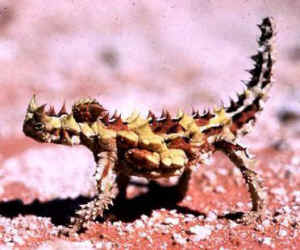 Moloch horridus