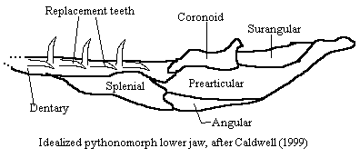 Pythonomorph jaw