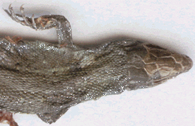 Lacerta vivipara