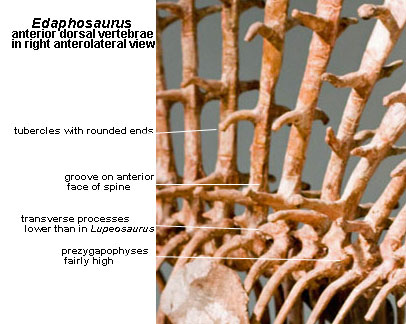 Edaphosaurus vertebrae