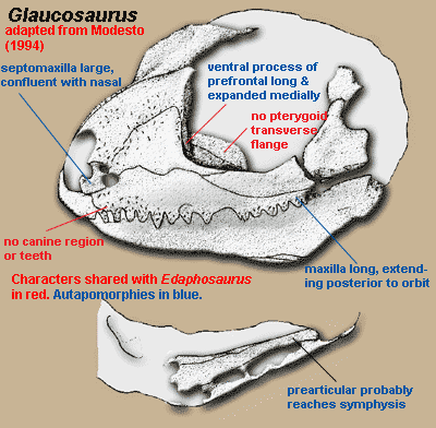 Glaucosaurus