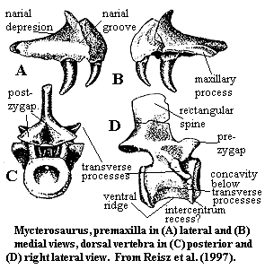 premaxilla & vertebrafrom Reisz et al (1997)