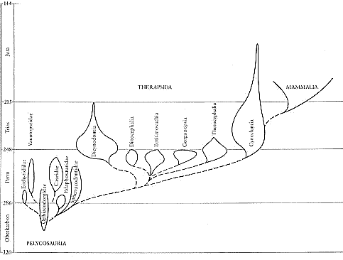 Pelycosaurian and the Therapsid evolution