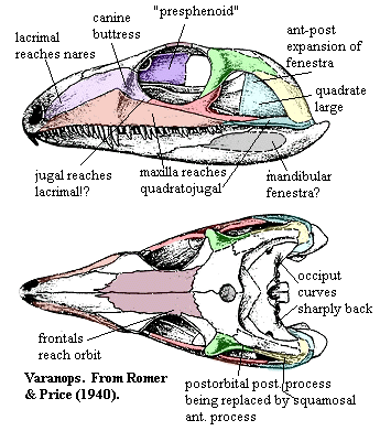 Varanops