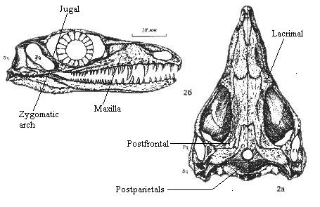 Mesenosaurus romeri 