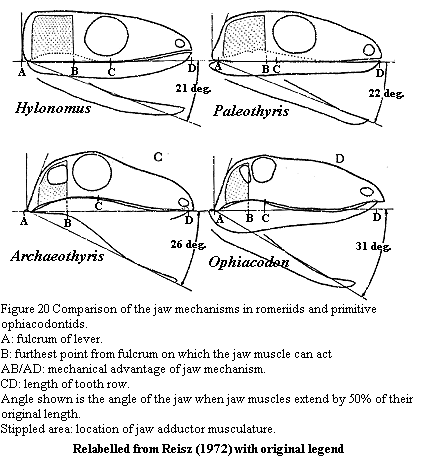 Jaw mechanics