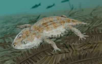 Amphibamus grandiceps