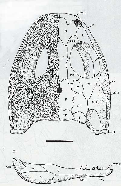 Balanerpeton woodi - reconstruction of skull