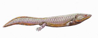 Dvinosaurus egregius