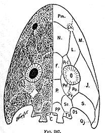 Cochleosaurus skull