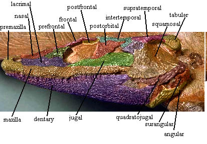 Dendrerpeton