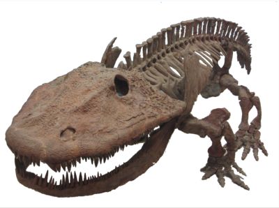 Eryops skeleton