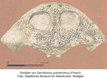 Gerrothorax pulcherrimus - from the Staatliches Museum fr Naturkunde