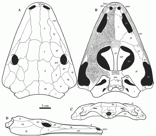 Saharastega - reconstruction of skull