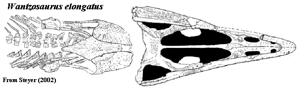 Wantzosaurus from Steyer (2002)