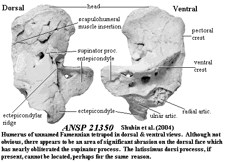 ANSP 21350  Shubin et al. (2004)