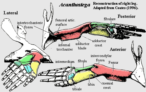 Acanthostega right leg reconstruction.  Coates (1996)