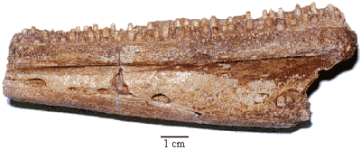 Elginerpeton Jaw fragment