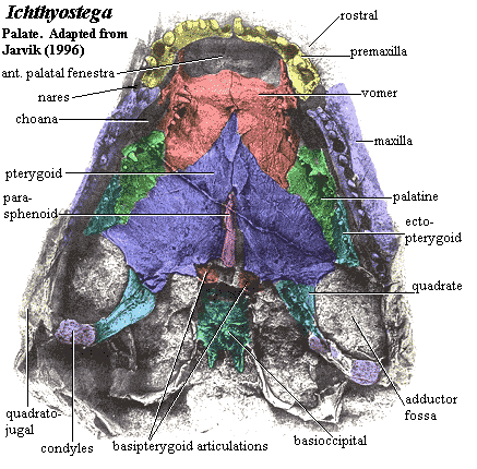 Ichthyostega palate. Jarvik (1996) 