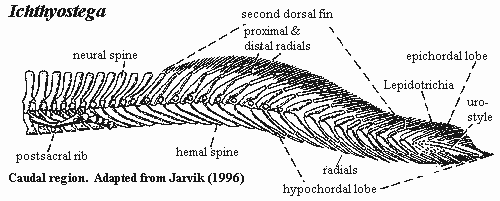 Ichthyostega caudal region.  Jarvik (1996)