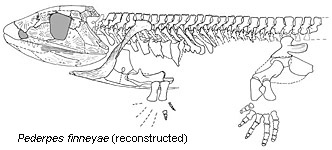 Pederpes finneyae