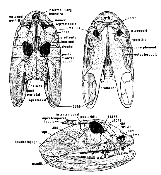 Crassigyrinus scoticus - drawing copyright 1997 Jennifer A. Clack