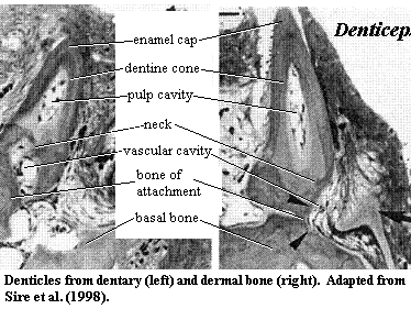 Oral and dermal denticles of Denticeps.   Sire et al. (1998)