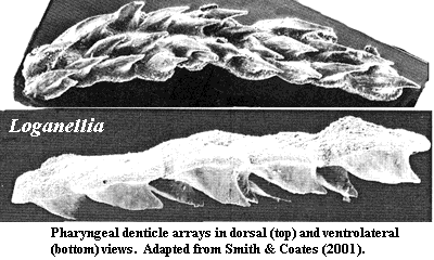 Loganellia pharyngeal denticles.  Smith & Coates (2001).