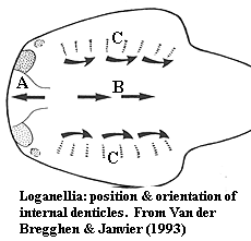 Loganellia internal denticles from Van der Brugghen & Janvier (1993)