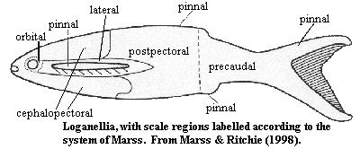 Scale regions of Marss.  From Marss & Ritchie (1986)