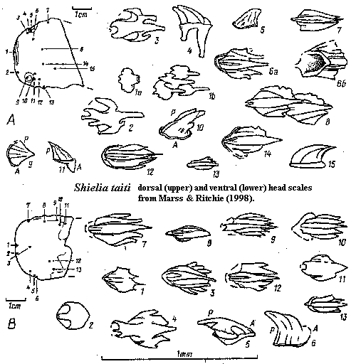 Shielia head scales from Marss & Ritchie (1998)