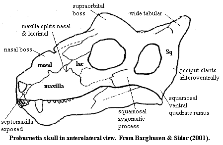 Proburnetia skull