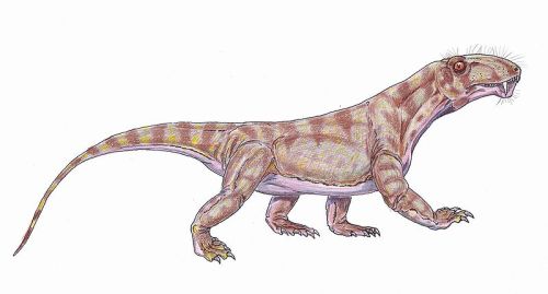 Biarmosuchus