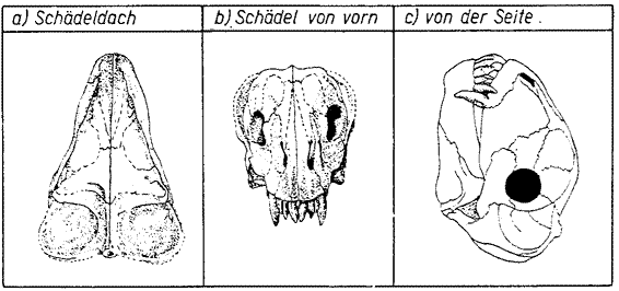 Deuterosaurus biarmicus