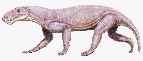 Lycaenops