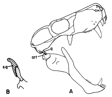 Theriodont jaw articulation